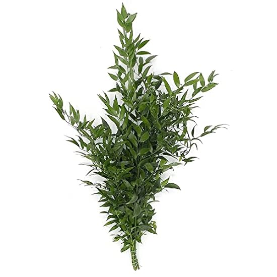 Rumhora Grüns | (5) Five Bunches of Fresh and Natural Israeli Ruscus | Pack of 10 Stems in Each Bunch | Perfect for Indoor and Outdoor Decorations 309041281