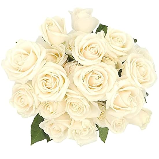 Weiß Roses x50cm, 1 Bunch 25 Stems Each | Real Natural 