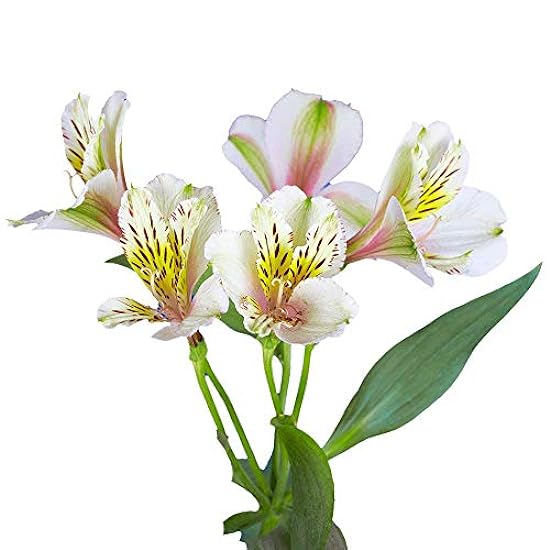 GlobalRose 120 Blooms of Alstroemerias 30 Stems of Cream Farbe Peruvian Lily 252283588