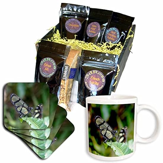 3dRose Ecuador, Mindo Mariposas de Mindo, butterfly garden. - Kaffee Gift Baskets (cgb-367228-1) 781313531