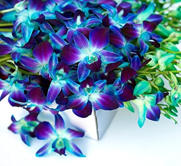 KaBloom PRIME NEXT DAY DELIVERY - 40 Blau Dendrobium Orchids.Gift for Birthday, Sympathy, Anniversary, Get Well, Thank You, Valentine, Mother’s Day Fresh Flowers 484329677