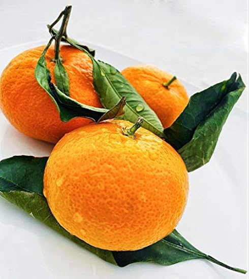 Fresh Satsuma Mandarin from California (4) 686949576