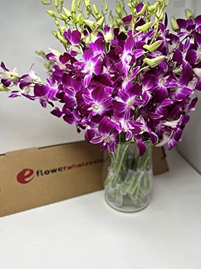 Fresh Cut Orchids - 30 stems Purple Dendrobium Orchids with Big Vase 500867841