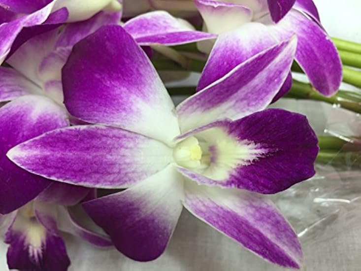 eflowerwhoesale Premium Cut Purple Orchids (20 stems with Vase) 54527569