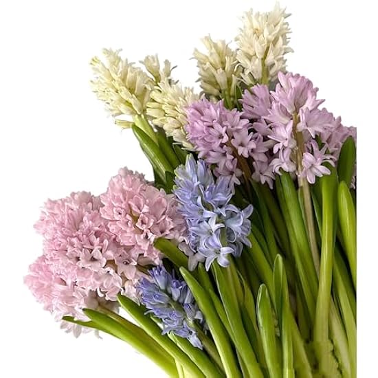 15 Stems Hyacinth Randomly Mix Farbes Fresh Cut Flowers