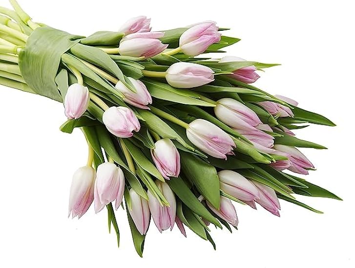DELIVERY by Tue, 02/20 Guaranteed IF Order Placed by 02/19 Before 2PM EST. KaBloom Valentine´s PRIME ORVERNIGHT DELIVERY - Serene Sympathy Bouquet of 30 Pink Tulip 913774663
