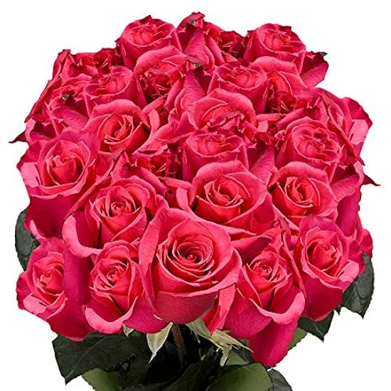 GlobalRose 50 Fresh Cut Hot Pink Roses- Fresh Flowers E