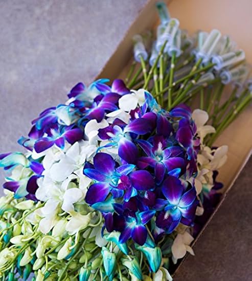 Farm-Fresh PRIME NEXT DAY DELIVERY - Orchids in Bulk: 40 Blau and Weiß Assorted Dendrobium Orchids from Thailand .Gift for Birthday, Sympathy, Anniversary, Valentine, Mother’s Day Fresh Flowers 617353764
