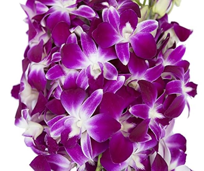 KaBloom PRIME NEXT DAY DELIVERY - 40 Blau Dendrobium Orchids.Gift for Birthday, Sympathy, Anniversary, Get Well, Thank You, Valentine, Mother’s Day Fresh Flowers 186549667