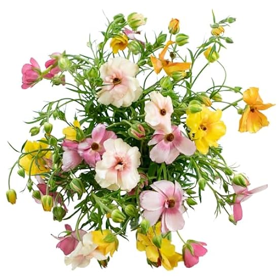 Stargazer Barn Butterfly Ranunculus Fresh Flowers Bouquet - Prime Delivery, Fresh Cut Flowers for Longer Life - Bouquet of Flowers for Birthday, Anniversary, Mothers, Get Well - 15 Stems 214496063