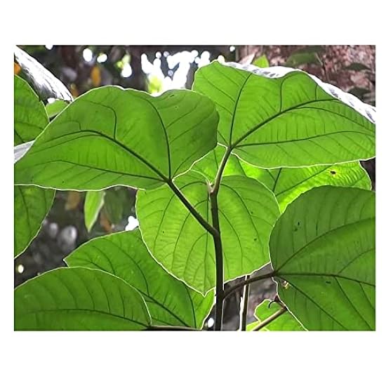 QURA Fig Leaves/Athi Ilai Powder 100gm 168458162