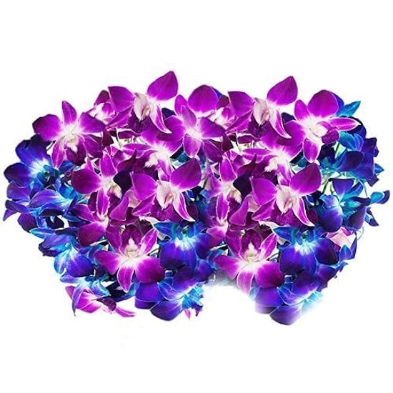 Farm-Fresh PRIME NEXT DAY DELIVERY -Orchids in Bulk: 40 Blau and Purple Assorted Dendrobium Orchids from Thailand.Gift for Birthday, Anniversary, Thank You, Valentine, Mother’s Day Fresh Flowers 681505722
