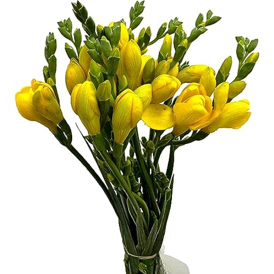 19 Scented Yellow Freesia Fresh Cut Flowers for Home De