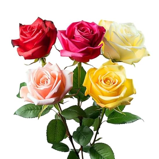 50 Assorted Roses- Two Farbes- Fresh Flowers 609487155