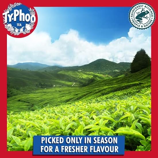 Typhoo Tee Gold Blend (Case of 12, Total 960 Teabags) 565492819