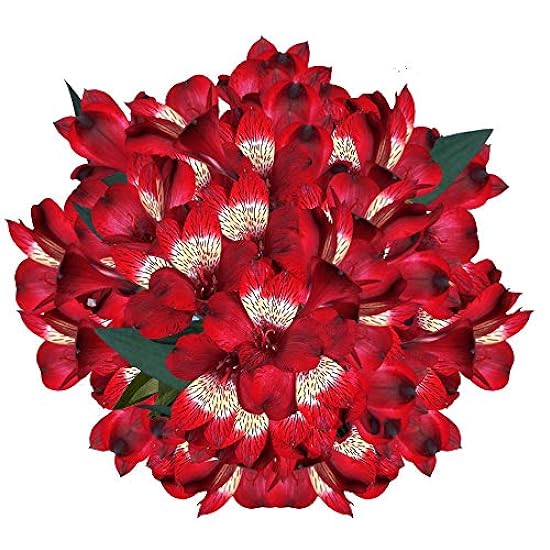 GlobalRose Alstroemeria Flowers- 240 Rot Blooms- 60 Fre