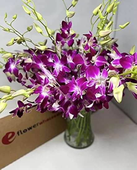 Fresh Cut Orchids - 30 stems Purple Dendrobium Orchids with Big Vase 500867841