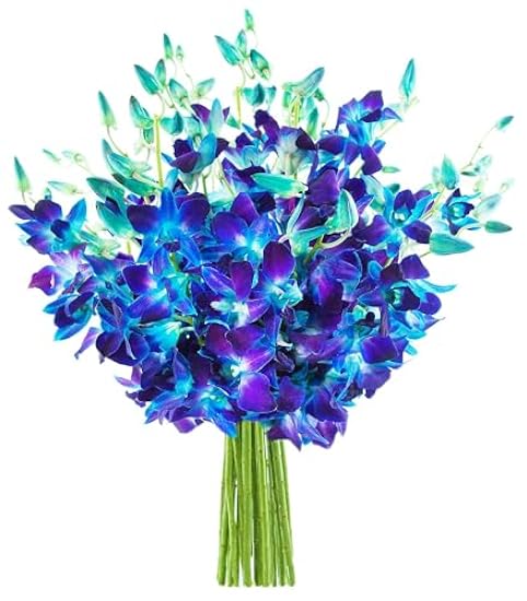 DELIVERY by Tue, 02/20 Guaranteed IF Order Placed by 02/19 Before 2PM EST. KaBloom Valentine´s PRIME NEXT DAY DELIVERY-Exotic Sapphire Orchid Bouquet of 10 Blau Orchid Gift for Valentine, Mother’s Day 240090296