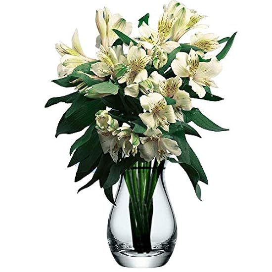 GlobalRose 120 Blooms of Alstroemerias 30 Stems of Cream Farbe Peruvian Lily 252283588
