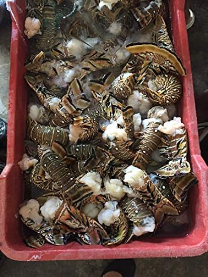 4 SPINY Lobster Tail 779755808