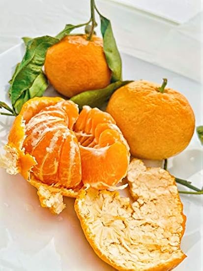 Fresh Satsuma Mandarin from California (4) 808854606