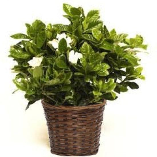 Large Fragrant Mothers Gardenia in Woven Basket- Fresh 