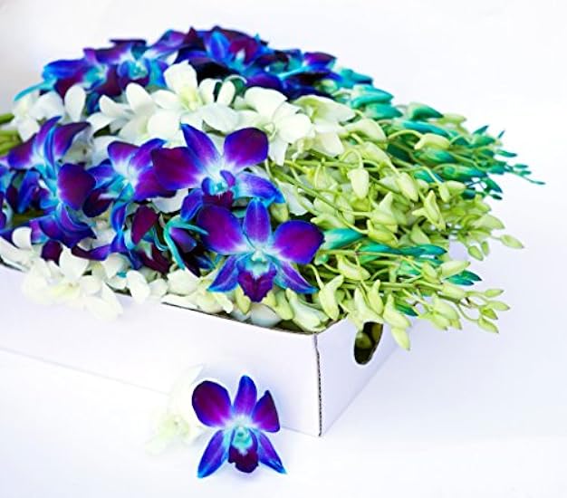 Farm-Fresh PRIME NEXT DAY DELIVERY - Orchids in Bulk: 40 Blau and Weiß Assorted Dendrobium Orchids from Thailand .Gift for Birthday, Sympathy, Anniversary, Valentine, Mother’s Day Fresh Flowers 381492998