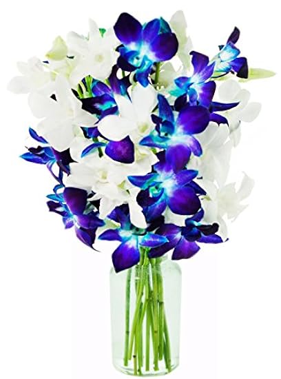 DELIVERY by Tue, 02/20 Guaranteed IF Order Placed by 02/19 Before 2PM EST. KaBloom Valentine´s PRIME NEXT DAY DELIVERY - Bouquet of 10 Blau Orchid with Vase For Gift for Valentine, Mother’s Day 247571437