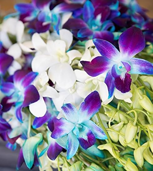 Farm-Fresh PRIME NEXT DAY DELIVERY - Orchids in Bulk: 40 Blau and Weiß Assorted Dendrobium Orchids from Thailand .Gift for Birthday, Sympathy, Anniversary, Valentine, Mother’s Day Fresh Flowers 369489126