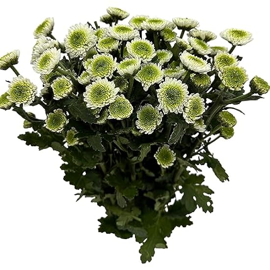 20 Fresh Cut Perfume Chrysanthemums Daisies Flowers Bouquet Gifts for home decoration, birthdays, anniversaries, healing, sympathy, friendship and love 201142022