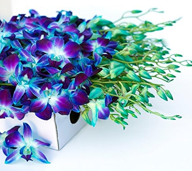 KaBloom PRIME NEXT DAY DELIVERY - 40 Blau Dendrobium Orchids.Gift for Birthday, Sympathy, Anniversary, Get Well, Thank You, Valentine, Mother’s Day Fresh Flowers 888424363