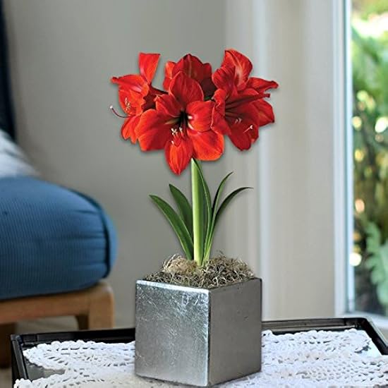 Easy to Grow Amaryllis ´Ferrari Red´ Pre-Planted Bulb Indoor Gift Kit in a Silver Square - Bright Rot Flowering Blooms in 4 to 8 Weeks 172898231