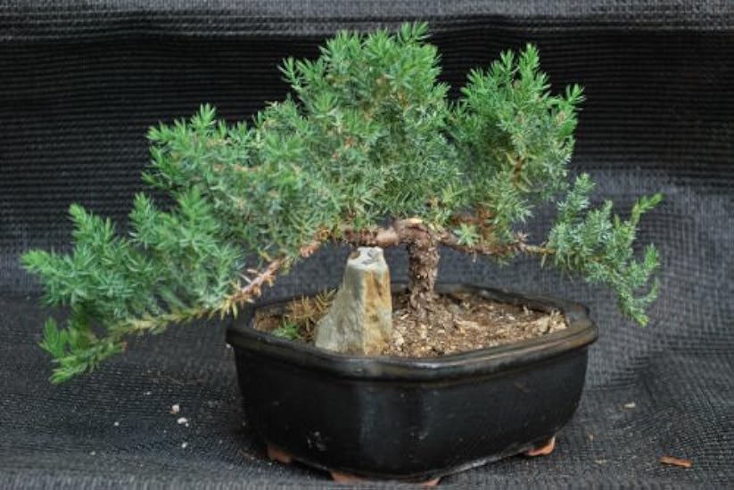 9GrünBox - Juniper Tree Bonsai with Ceramic Pot 8150941