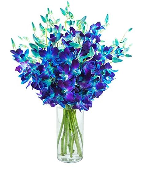 DELIVERY by Tue, 02/20 Guaranteed IF Order Placed by 02/19 Before 2PM EST. KaBloom Valentine´s PRIME NEXT DAY DELIVERY - Bouquet of 10 Blau Orchid with Vase For Gift for Valentine, Mother’s Day 125716279