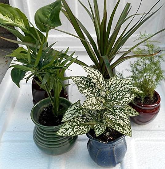 Miniature Garden 5 -Plants in 3