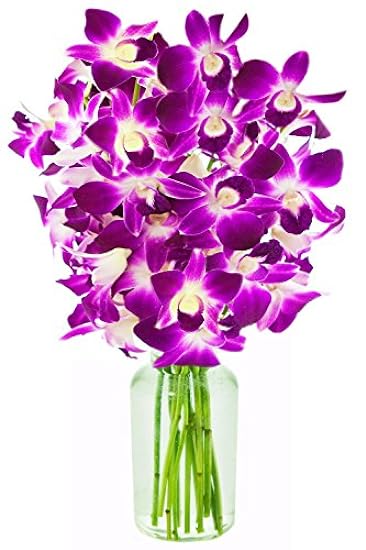Fresh Cut Flowers -Dendrobium Purple Orchids with Vase Gift for Birthday, Sympathy, Anniversary, Get Well, Thank You, Valentine, Mother’s Day Flowers 205764176