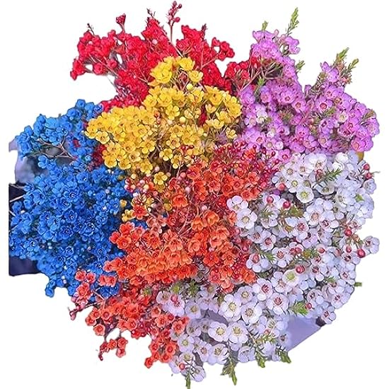30 Freshly Dyed Random Mixed Farbe Waxflowers DIY Hydro