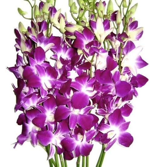 Fresh Cut Orchids - 30 stems Purple Dendrobium Orchids with Big Vase 708327778