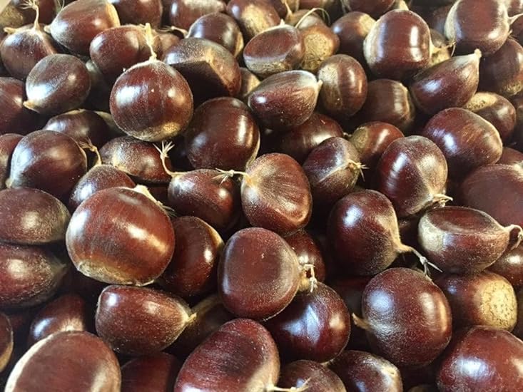 KVJ JOY Tianjin Chestnuts Baby Chestnuts I Aromatic, De