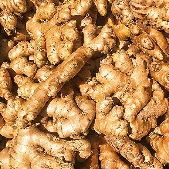 Kejora 100% Naturally Grown Fresh Ginger Root - Source from Peru (15) 89635056