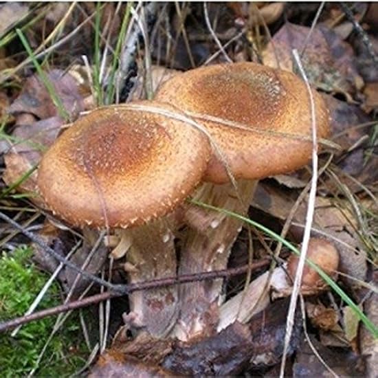 Teriya Changbai Mountain native wild mushroom mushroom 