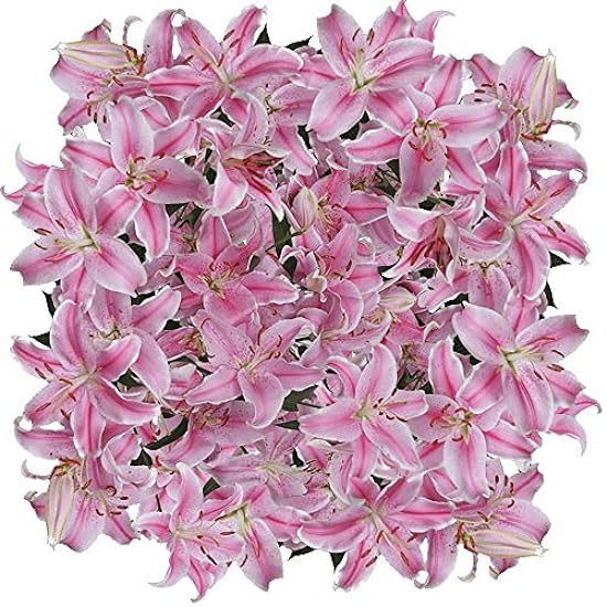 GlobalRose 28 Blooms of Pink Farbe Asiatic Lilies 8 Ste